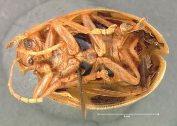Media type: image;   Entomology 17532 Aspect: habitus ventral view